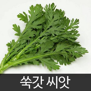 쑥갓 씨앗 쌈채소 채소 종자 야채 상추 쑥 씨 15g, 1개