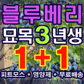 블루베리 묘목 3년생 2그루 (영양제 무료증정), 1개