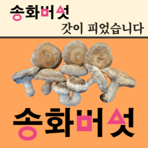[븟븟] 보성버섯농원 송화고 송고 송화버섯 파지 (갓핀 송화버섯) 1kg, 1세트, 1kg (갓핀 송화버섯)