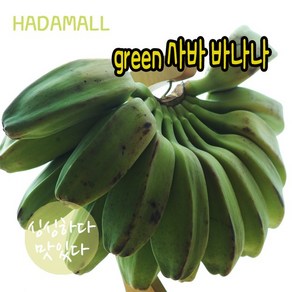 사바 바나나 필리핀 그린 과일 green saba banana