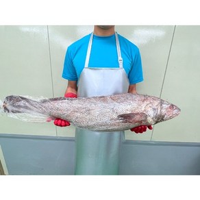 자연산민어 횟감 5kg 한마리 손질여부 옵션선택, 통째로, 1개