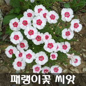 [해피플라워] 패랭이꽃 씨앗 1g(약 1000립) / 봄 여름 가을 파종 꽃씨