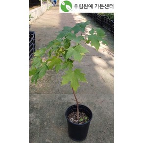 슈가메이플 설탕단풍 묘목 [포트묘]*5개, 5개