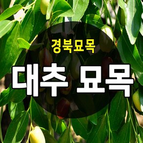 [경북농원] 대추나무묘목 접목 특묘 (왕대추/복조대추/사과대추)