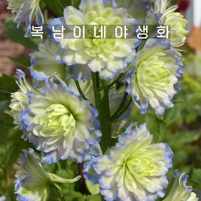 델피늄 하이랜더 문라이트 [1개 복남이네야생화 모종 델피니움 delphinium], 1개