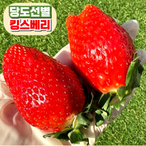 [프리미엄] 킹스베리 딸기 논산 농장직송, 1개, 왕특 1팩(400g) 8-9과