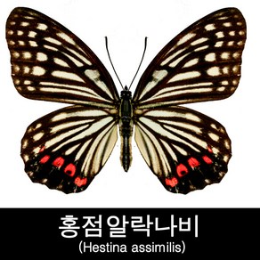 홍점알락나비표본/Hestina assimilis