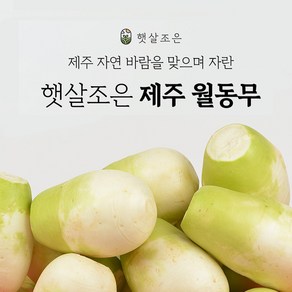 제주 햇 세척 월동무 무우, 1개, 2.월동무10kg