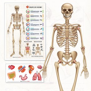 빅사이언스 인체골격 장기포스터 인체장기 세트 인체구조 (1인)