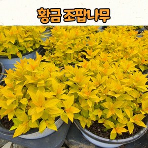 황금조팝(4치 포트) 조경수 포트묘 / 정원식물 / 노지월동, 1개, 분홍꽃