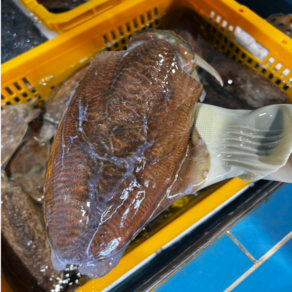 대포알 생물 갑오징어 특대 봄갑오징어, 1개, 1kg [2~4미]