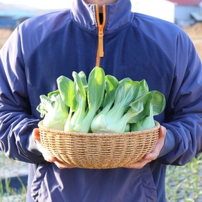 국내산 청경채 2kg 4kg 마라탕 샤브샤브 용 청경채 1kg [원산지:국산(경기도 용인시)]