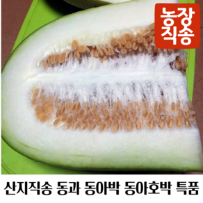 국내산 농장직송 동과 동아호박 동아박 동아 동과열매 박 생동과, 1개, 7~10kg(특품)