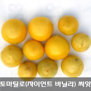 [해피플라워] 멕시칸 요리재료 토마틸로 자이언트 바닐라(Vanilla) 씨앗 300립 / 봄 여름 파종 웰빙푸드 종자