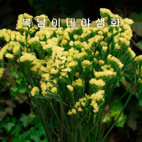 리모니움 옐로우 [4포트 복남이네야생화 모종 스타티스 limonium], 4개