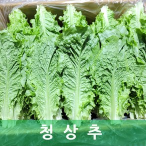 청상추 장수 상추 2kg 야채맘, 1박스