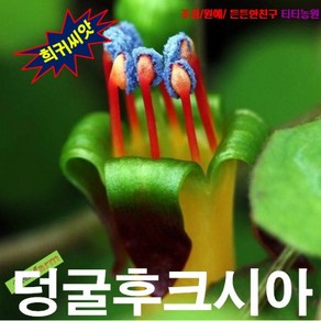 (희귀씨앗) 생일케이크꽃 (덩굴후크시아) 5립