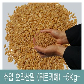 [다온농산] 수입 호라산밀 -5Kg- 품질 좋고 저렴한 튀르키예산, 1개