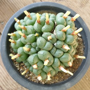 [수암다육] 소야회 랜덤발송 Conophytum sp. 랜덤발송 다육 다육이 다육식물 587, 1개