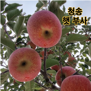 청송 사과 고당도 햇 부사 [산지직송] 가정용 선물용 2kg 3kg 5kg 10kg, 1박스, 중대과 2kg 5~9과