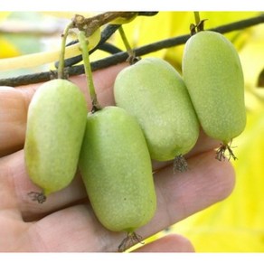 왕다래나무 다래묘목 용성2호 다래 신품종, 삽목1년생, 1개