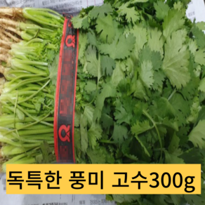 고수 약300g 국내산 1단 향신료 고수나물 고수풀 향채