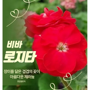 제라늄농장 (12호) 비바로지타 로즈버드형유럽제라늄 / 농장직영 붉은장미꽃제라늄 추천, 1개