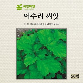 아람종묘 어수리 씨앗 50립, 1개