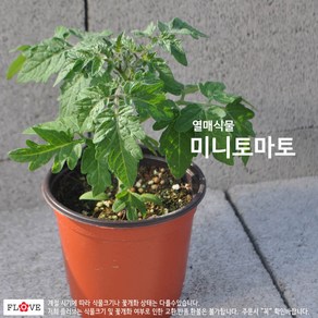 플러브 미니토마토 방울토마토, 1개