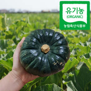 유기농 제주 미니단호박 밤호박 보우짱, 1개, 미니단호박 3kg