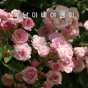 줄장미 보니 [1포트 복남이네야생화 모종 넝쿨장미 덩굴장미 로즈 ose bonny], 1개