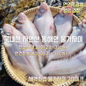 [산지직송] 국내산 자연산 동해안 물가자미(기름가자미) 반건조 대 10미. 특대 10미. 새벽조업한 생물 활 물가자미 20미 1박스, 새벽조업한 물가자미(기름가자미) 20미 1박스