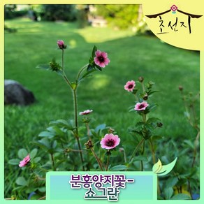 [초선지] 분홍양지꽃 네팔양지꽃 Potentilla Nepalensis Shogan 포트묘, 쇼그란, 1개