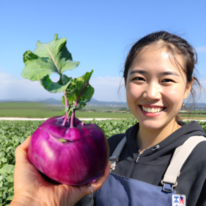 제주 햇 콜라비 농장 직송, 1개, 5kg