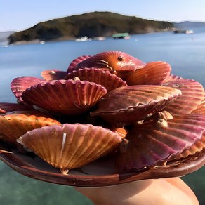 통영둥이네수산 세척 선별 통영 제철 비단 홍 가리비 (초장증정), 1개, 10kg