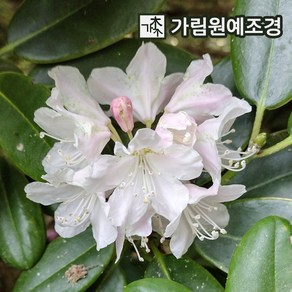 만병초 나무 가림원예조경, 아까보쉬 대만산 만병초 4치포트(2개세트), 1개