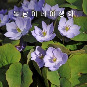 4년차 깽깽이풀 [1개 복남이네야생화 모종 황련 산련 토종식물], 1개