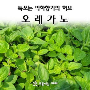 [모종심는아빠] 톡쏘는 박하향기의 허브 오레가노모종