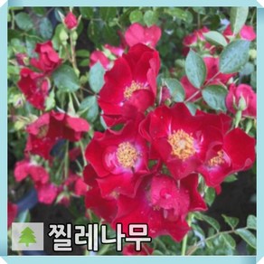 붉은찔레나무 묘목 벨벳 7치화분