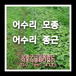 어수리종근 6주, 1개