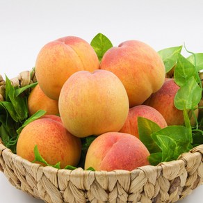 산지직송 고당도 하우스 복숭아, 1박스, 500g