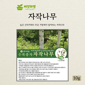 다농 자작나무 씨앗 10g, 1개