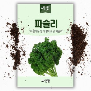 파슬리 씨앗 (500립)