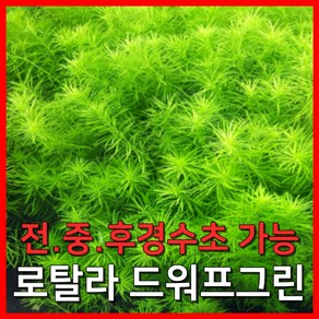 [수초농부] 로탈라 드와프 그린 풍성한 초보 후경수초