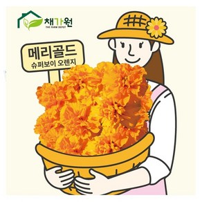 아시아종묘 씨앗 고급꽃 메리골드 20립 슈퍼보이 오렌지