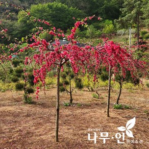 [나무인] 수양홍도화 능수홍도화 R3, 1개