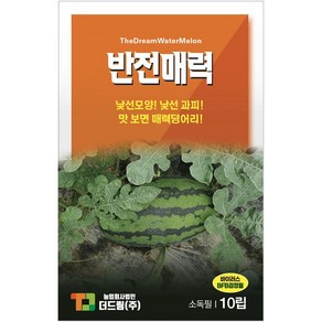 더드림 반전매력 수박씨앗 수박종자 / 더드림 수박씨, 1개