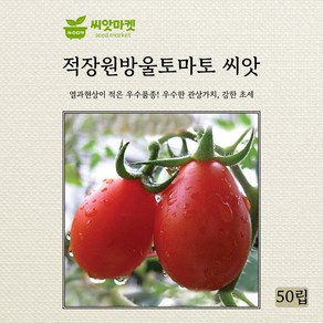 다농 적장원방울토마토 씨앗 50립, 1개