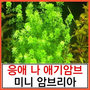 수초하우스) 미니 암브리아, 5줄기, 1개