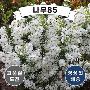 (나무85) 가침박달(더브라이드) 10cm포트, 1개